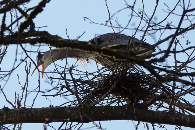deer-lake-burnaby-great-blue-heron