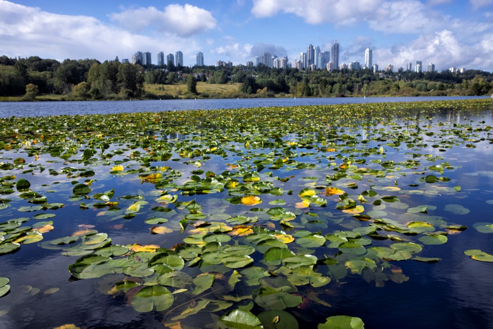 deerlakeinburnabywithcitybackground