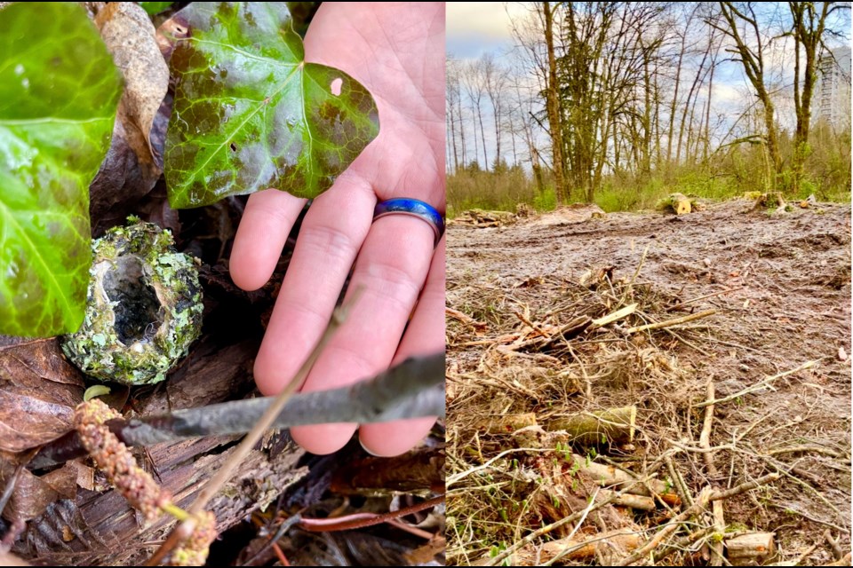 The Trans Mountain pipeline project has cut down 1,300 trees in Burnaby and now reports of destroyed bird nests are being looked into by federal wildlife officers.