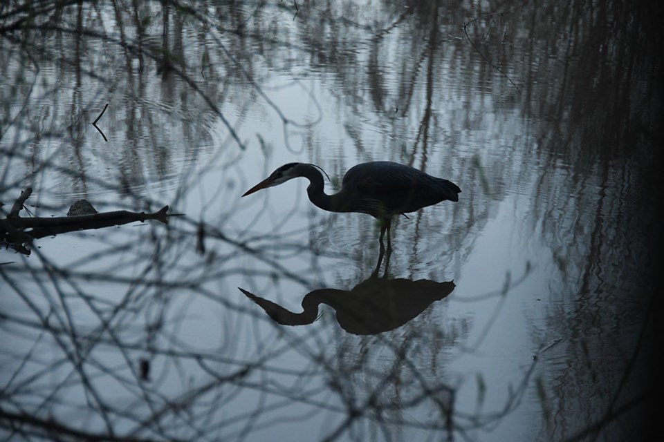 fraser-foreshore-heron-burnaby-still