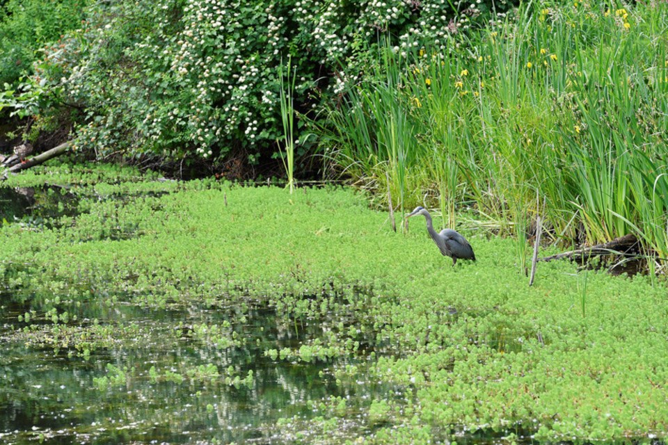 fraserforeshorewetland