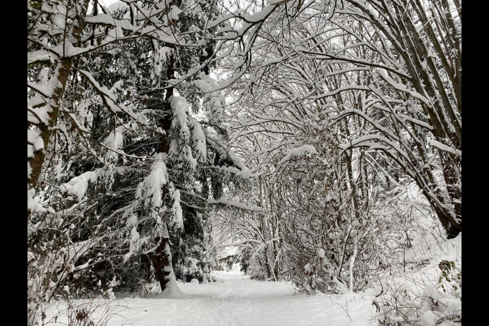 Glenbrook Ravine was a white wonderland during the recent pre-Christmas snowfall. Whatever the weather, it remains one of New Westminster's best outdoor escapes.