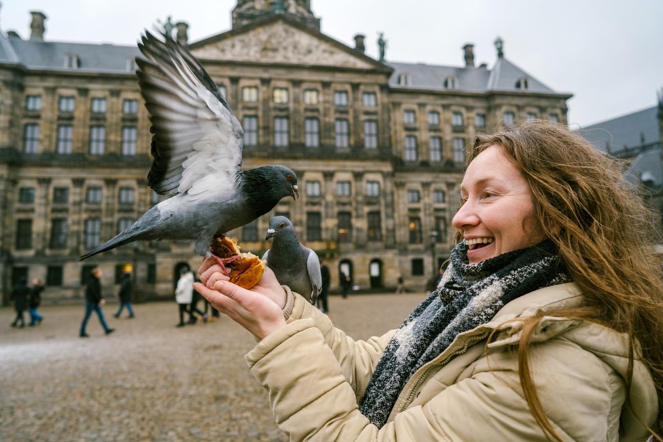 pigeonsinnetherlands