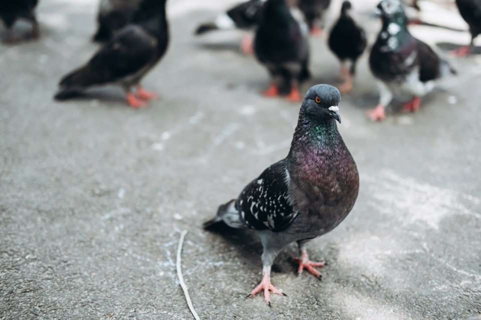 pigeonsinthecity