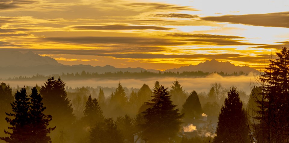 treesoverburnabylandscape