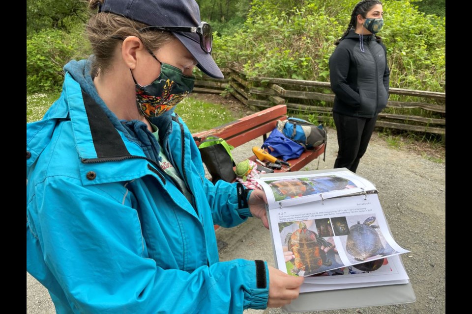 Coastal Painted Turtle Project manager Aimee  Mitchell flips through a catalogue of 71 western painted turtles the group is monitoring at Burnaby Lake and Deer Lake Brook.