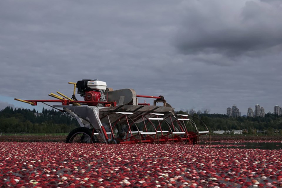 An idle beater at Mayberry Farms in Burnaby is used to beat the berries free of the bushes so they can be floated to the loading machine.