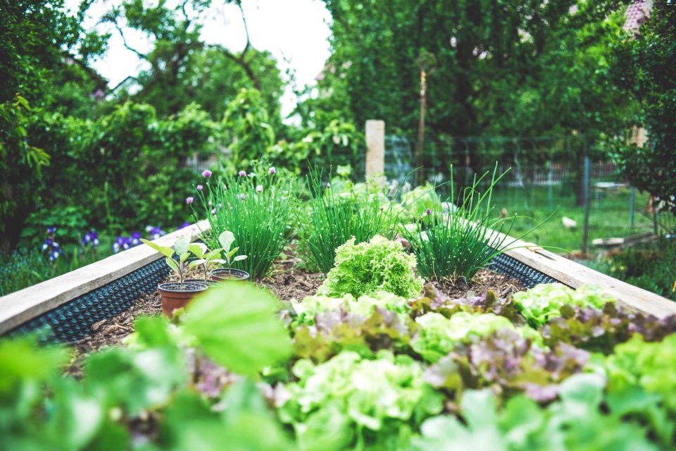 gardening pic