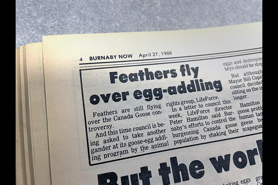 The City of Burnaby got push-back from animal activists and outraged citizens when it launched an egg-addling campaign to control Burnaby Lake's Canada goose population in 1988.