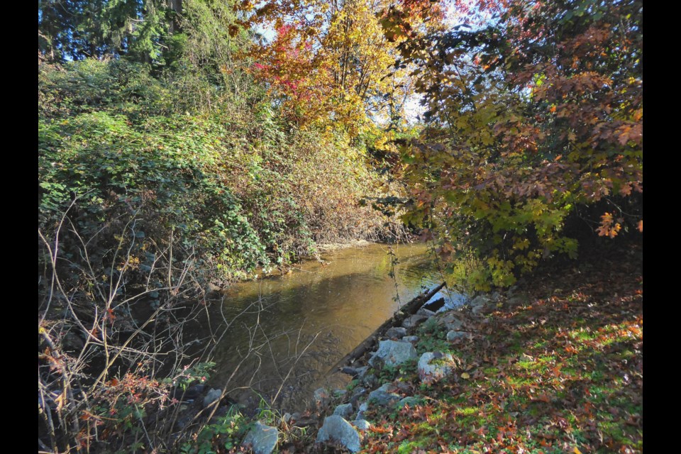 Eagle Creek runs through Burnaby Lake Regional Park. Metro Vancouver has purchased a property including a portion of the creek for $2.3 million.