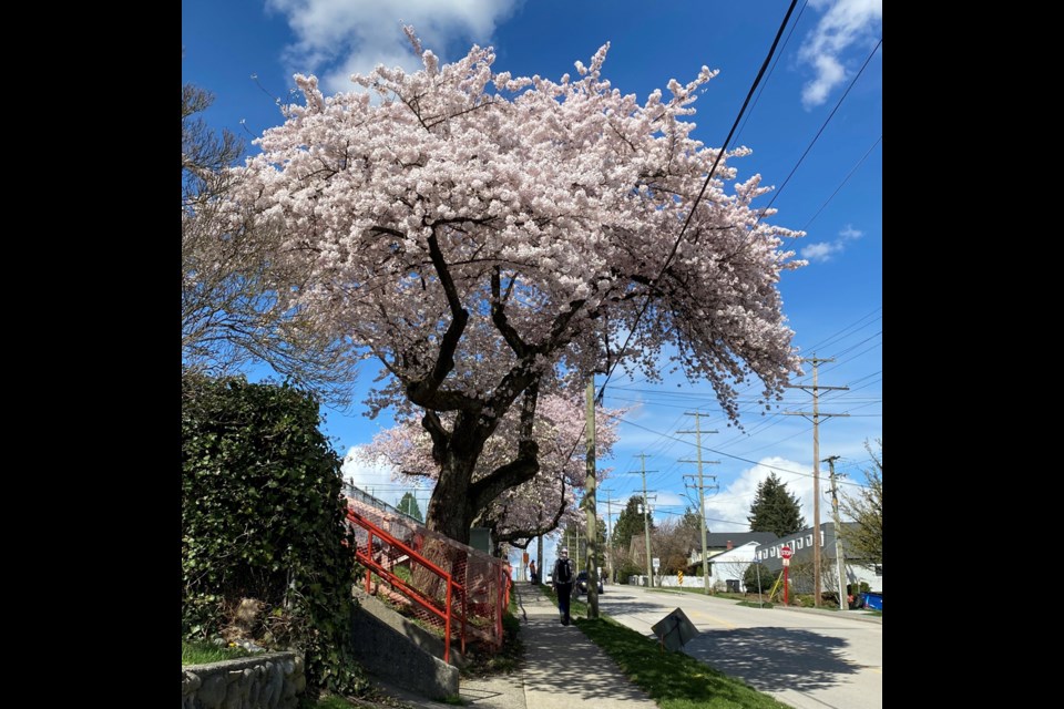 The historic Akebono cherry trees in front of Skwo:wech Elementary School on Richmond Street are a cherry blossom viewing favourite.