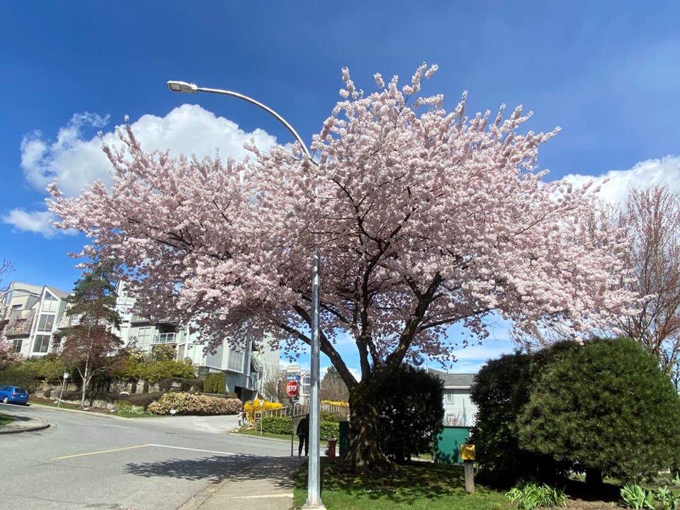 Cherry Tree Jamieson at Richmond