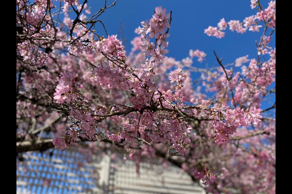 The blossoms along Jamieson Court (seen here March 28) are always among the earliest to appear in New West.