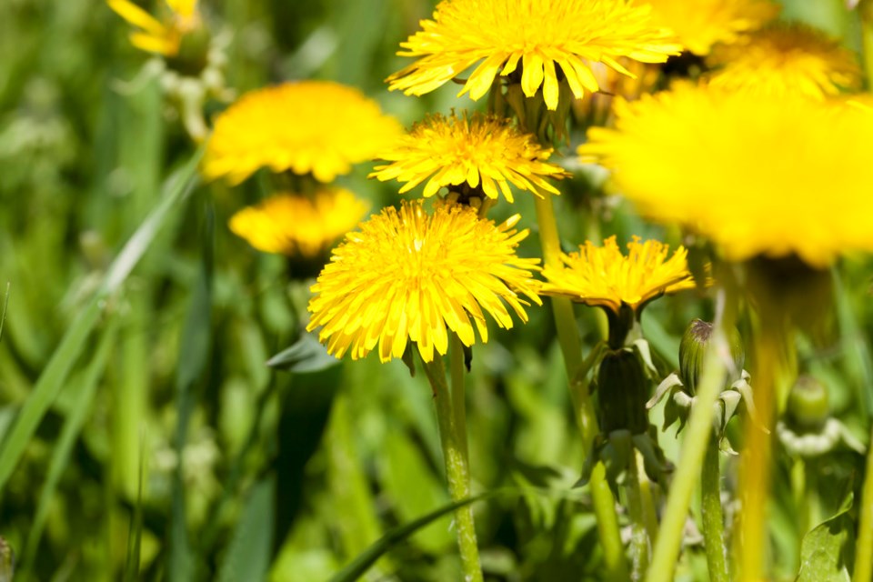 dandelionsgrowinginlawn