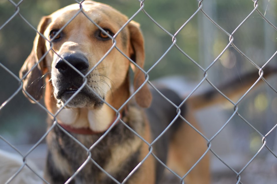 dogbehindchainlinkfence