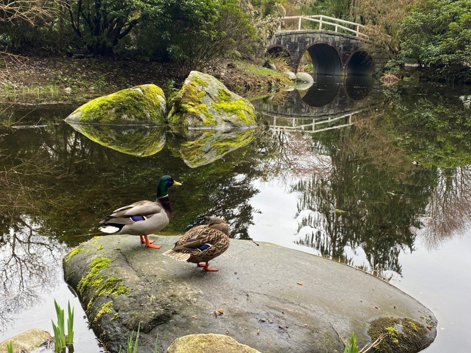 glenbrookravineducks