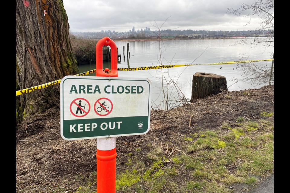 Portions of Sapperton Landing Park are behind caution tape after Metro Vancouver removed 10 cottonwood trees.