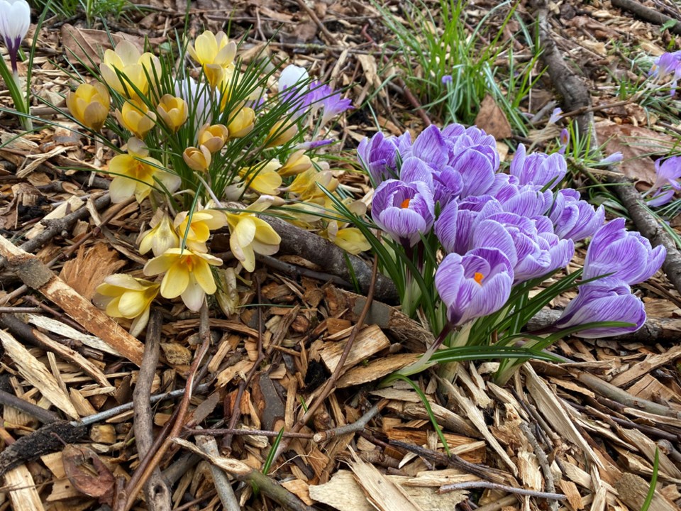 springcrocusesinyellowandpurple