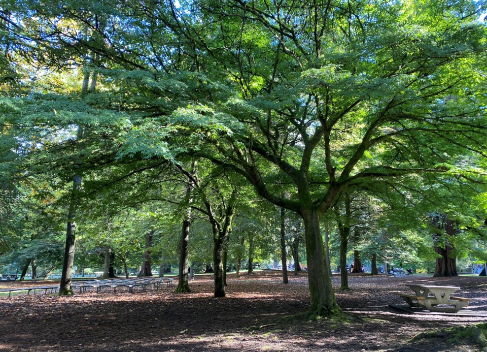 treesinqueensparknewwestminster