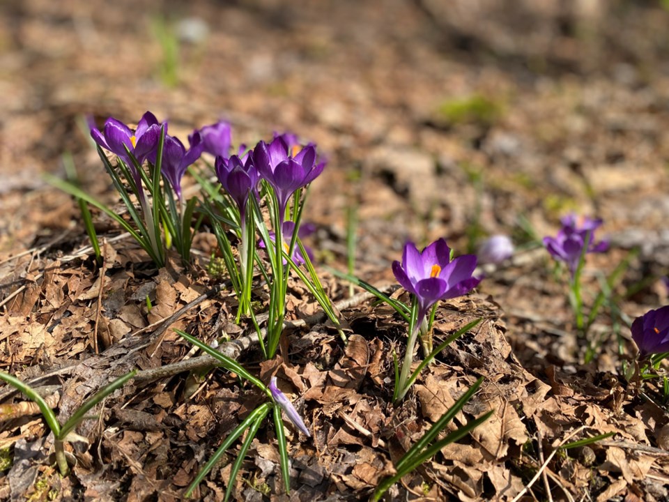 GlenbrookRavinespringcrocusincloseup