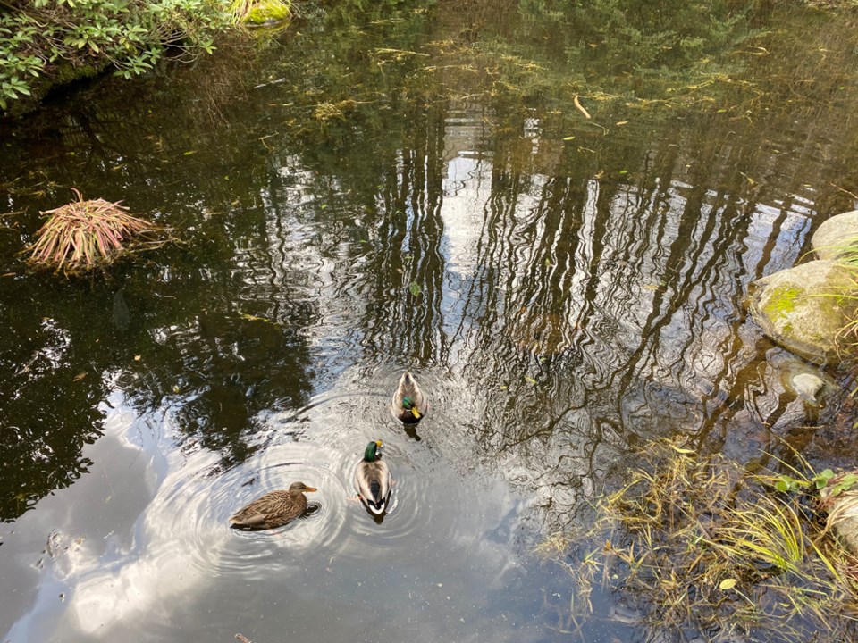 web-gb-ravine-pond