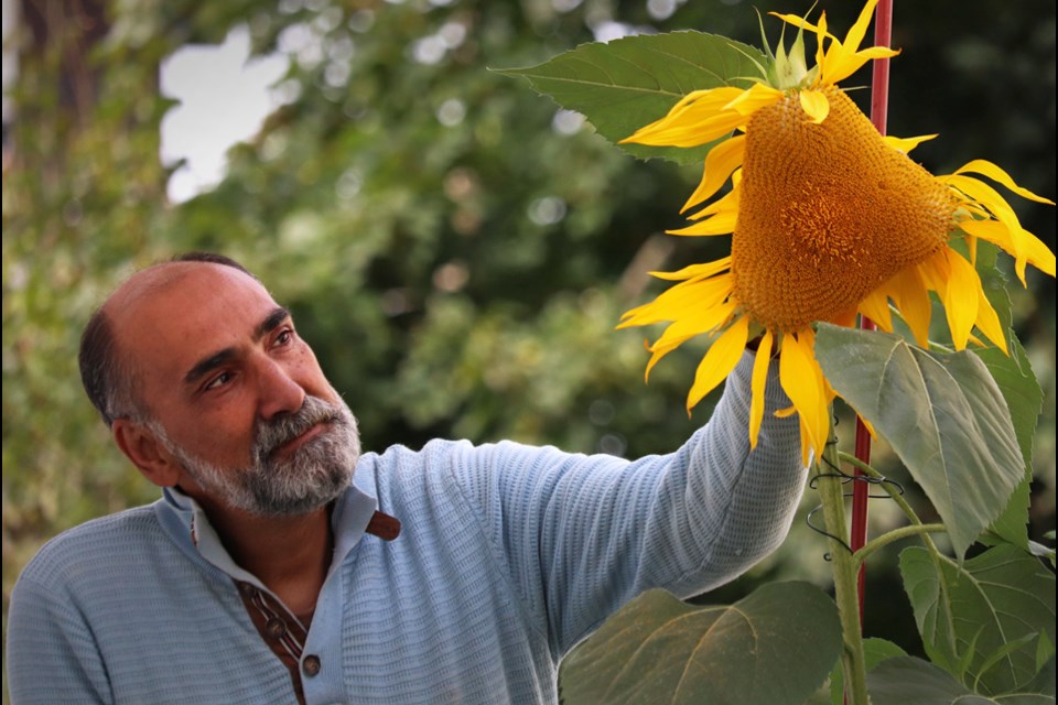 Khaled Ezzo examines a strangely shaped sunflower that sprang from a few seeds he planted beside his Arcola Street home earlier this year. 