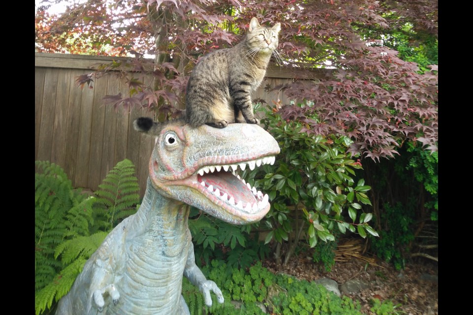 Police are looking for a five-foot-something, 80-pound Fiberglas dinosaur that went missing from a North Burnaby yard recently. 