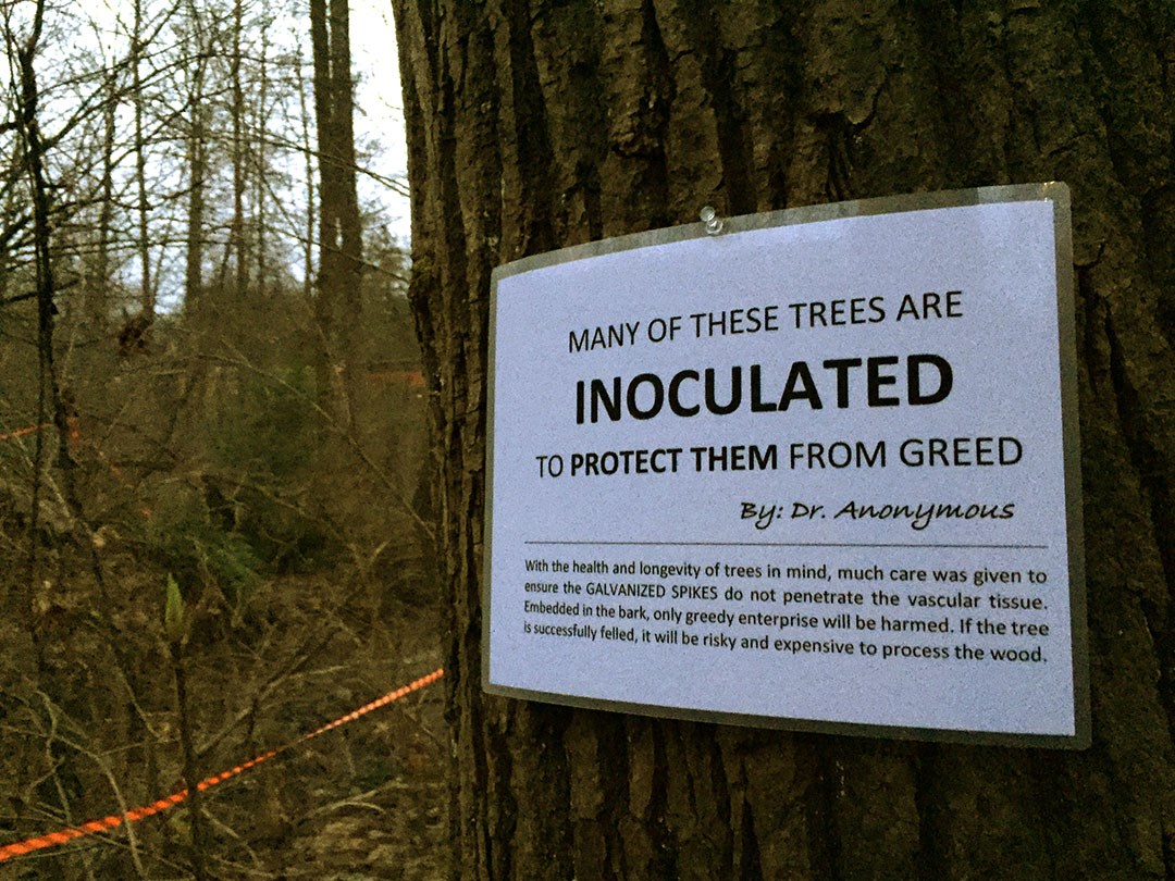 Burnaby trees reportedly spiked to protest TMX - Burnaby Now