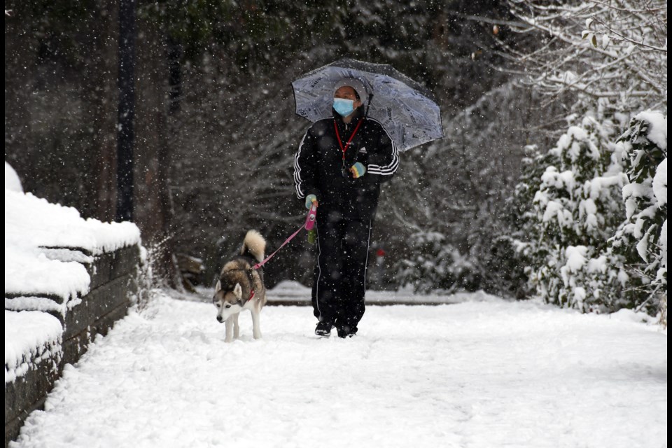 Cherry Huang takes her dog Smokey for a walk in the snow on Burnaby Mountain Monday. 