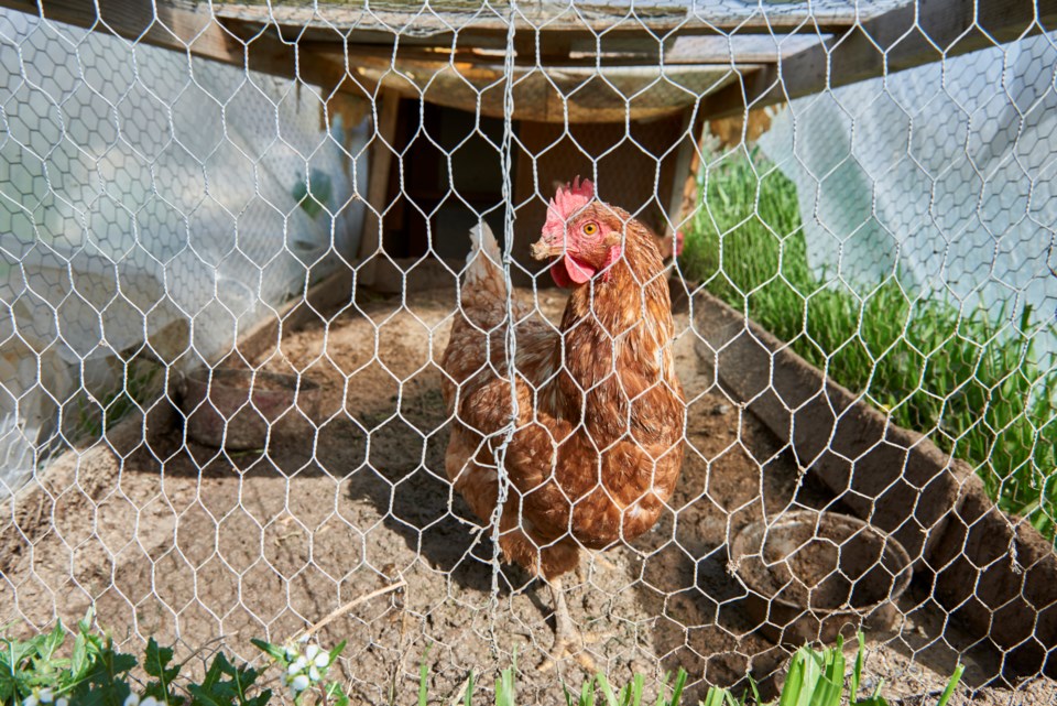 backyard-chickens