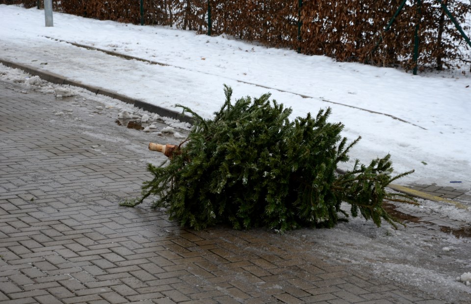 christmas-tree-getty