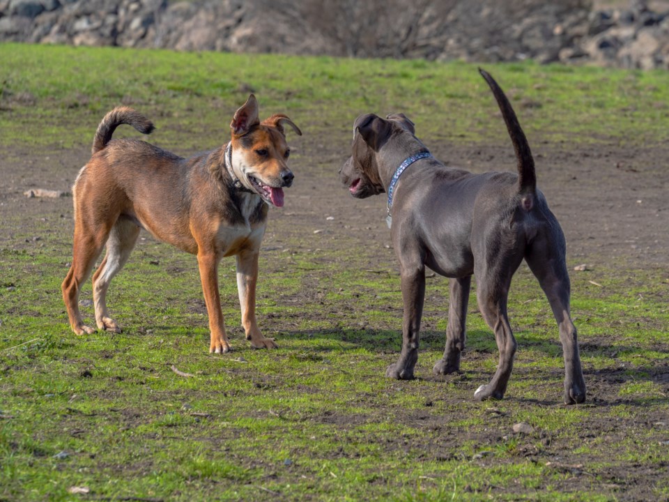 dog-parks