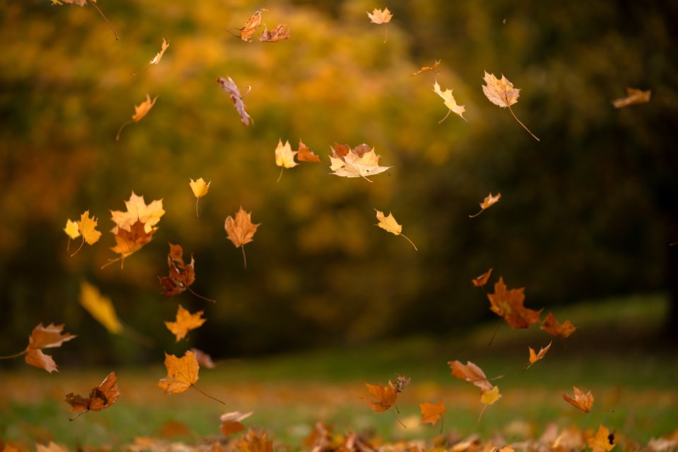 autumn-leaves-gettyimages-1346975477