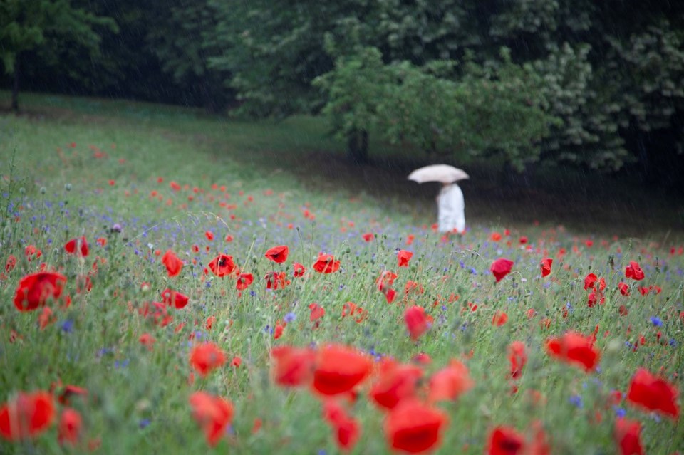 poppiesrainumbrellagrantfaintmomentgettyimages