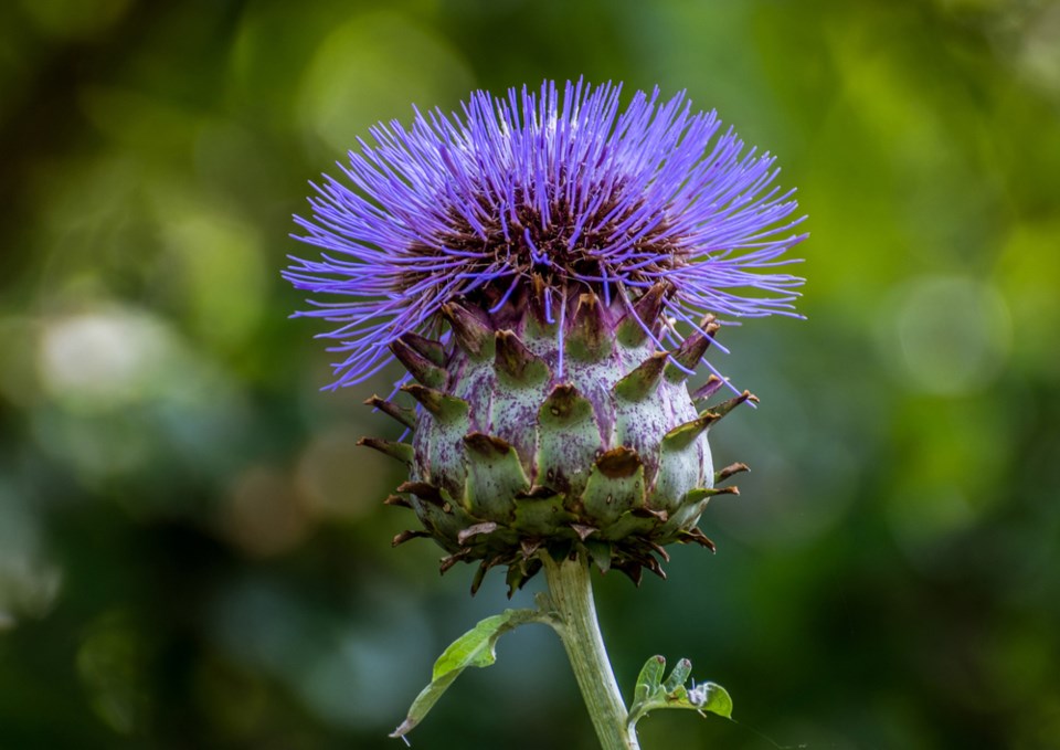 Scotch thistle 2022