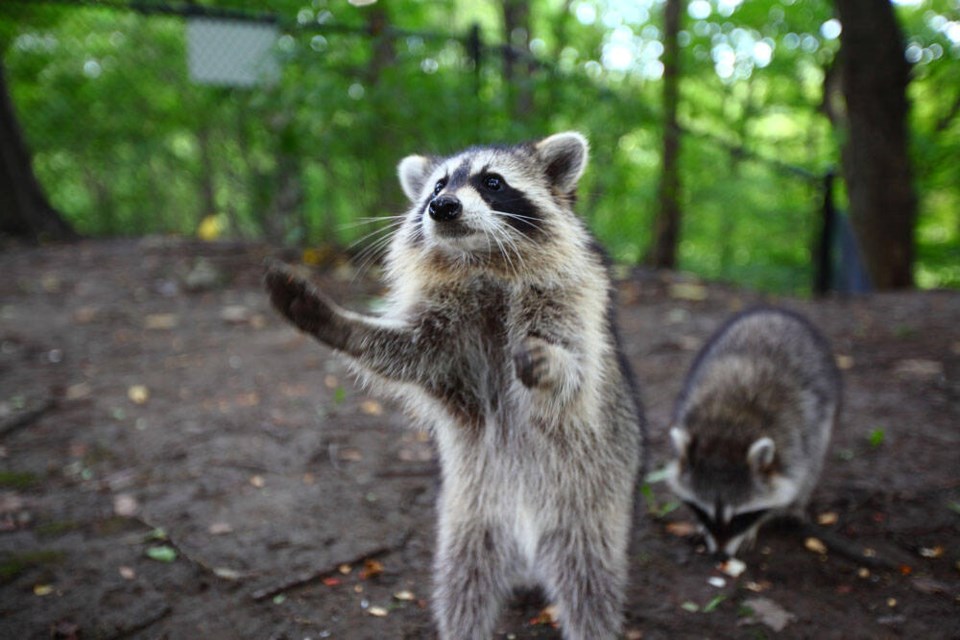 web1_raccoonbeggingforfood