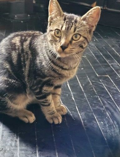 3-month old Cleo is ready to be adopted at the Cambridge Homeless Cat Rescue.