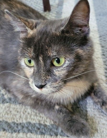Ivy is up for adoption at the Cambridge Homeless Cat Rescue. 