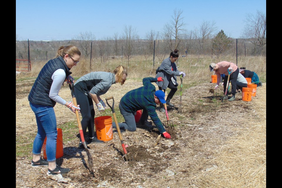 30 Gore Mutual Insurance Company employees spent the day with 'rare' staff at Springbank Community Gardens.                                