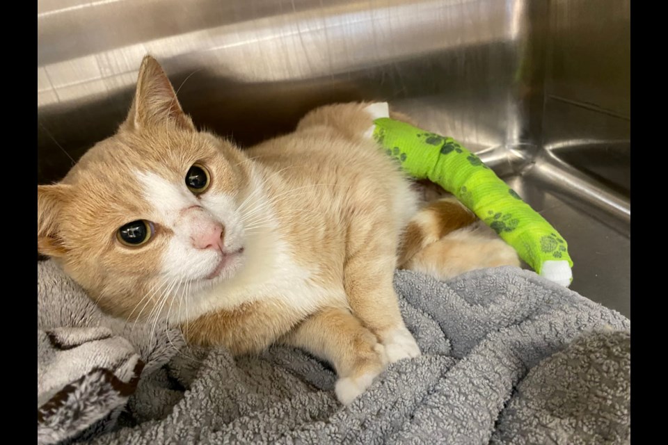 The unnamed cat relaxes with a cast on its leg as it awaits surgery