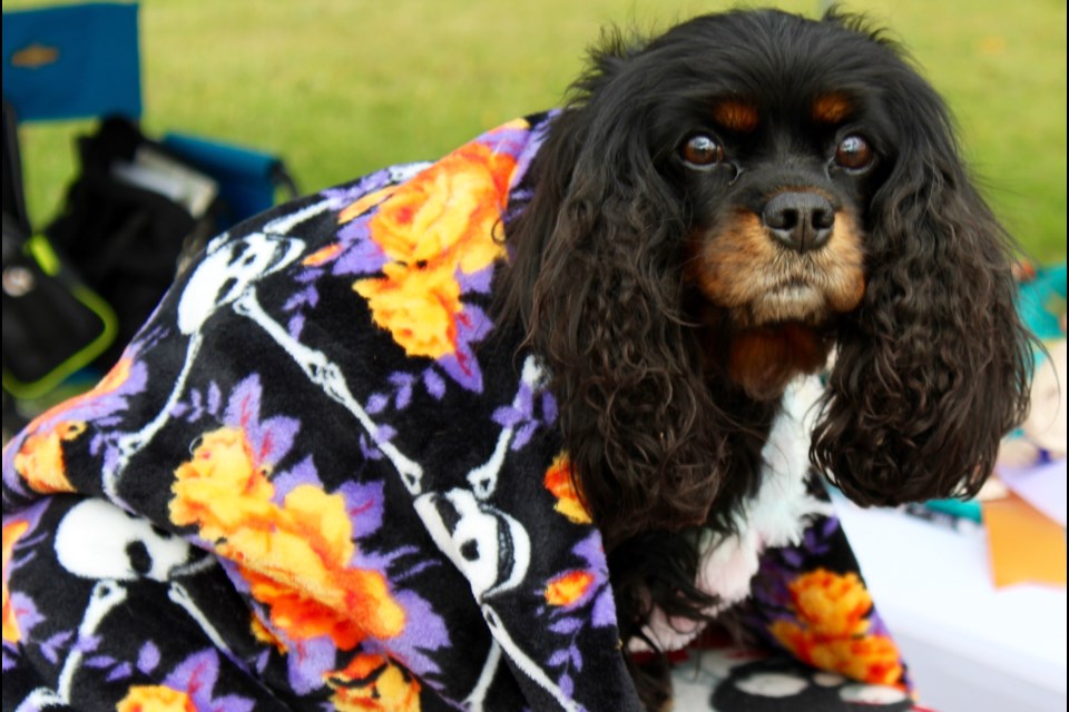 A dog warms up under a Halloween-themed blanket during the Cambridge and District Humane Society's Howl-o-ween event on Saturday.