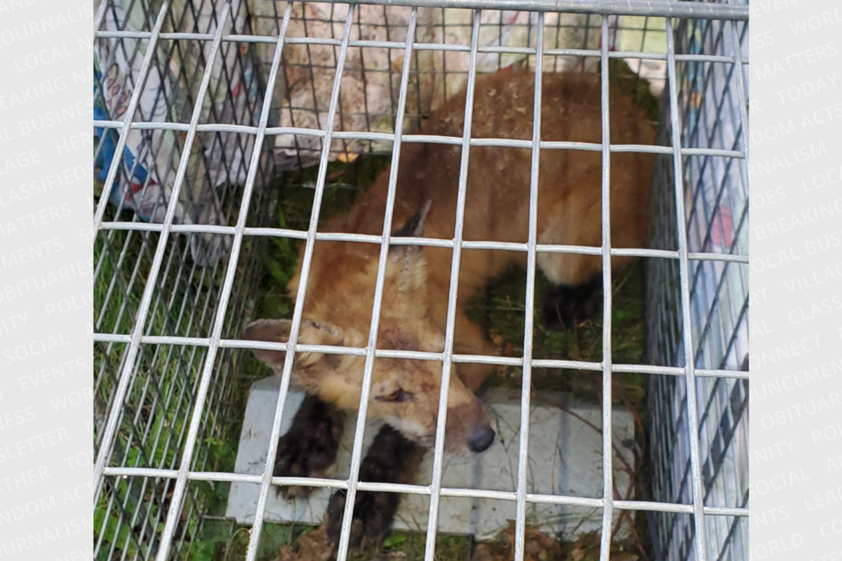 A fox caught in a trap by a Preston resident is waiting to be sent to a rehab facility in Nanticoke