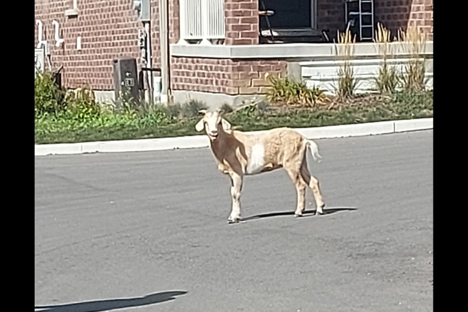 A goat made its way from its enclosure on a Preston farm into a neighboring residential area