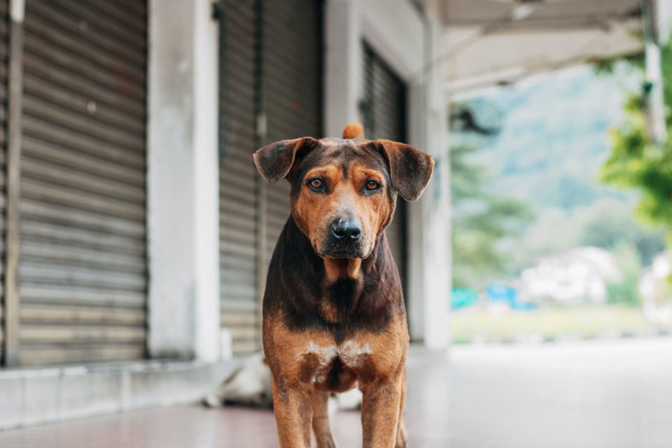 Homeless pets are not allowed inside shelters in Waterloo region, meaning more families choose to stay on the street with their best friends.