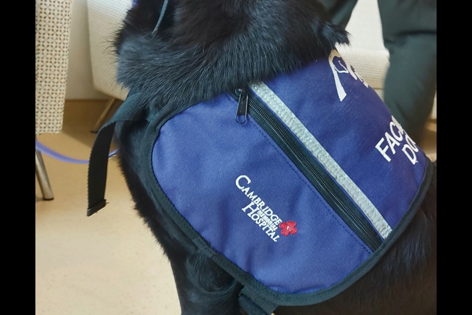 Ember is the newest and furriest addition to the staff at Cambridge Memorial Hospital, with a specific goal to make as many nurses, doctors and administration staff happy.