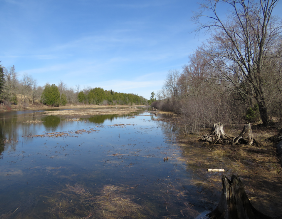 2023-04-01-view-of-mill-pond-from-viewing-area-tom-woodcock