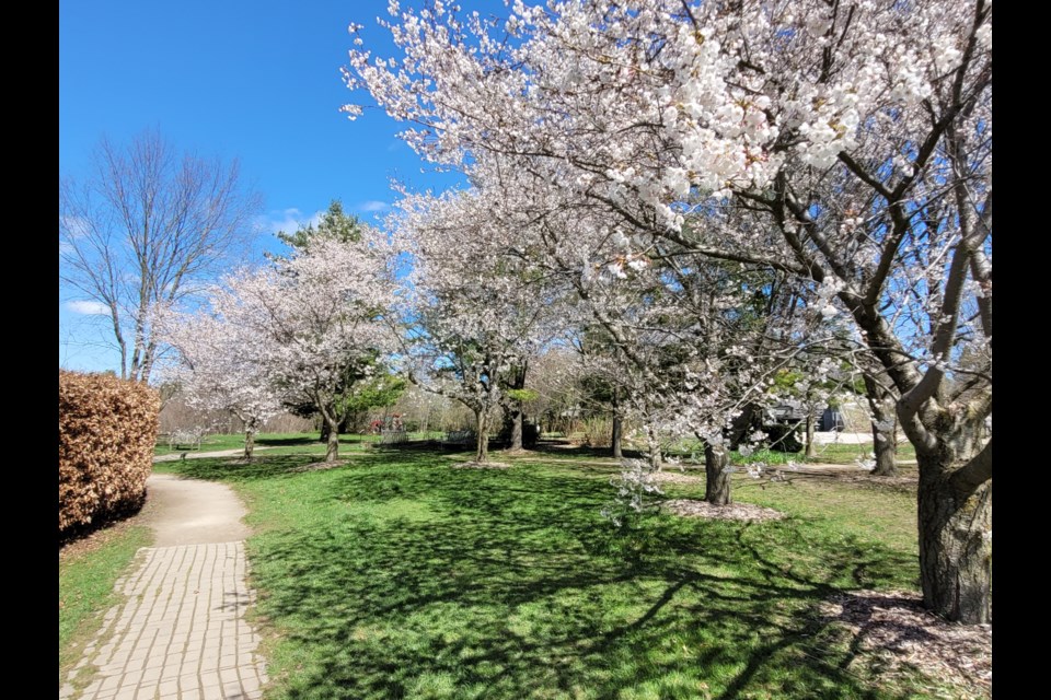 Sakura cherry blossom trees are blooming at the University of Guelph Arboretum. 