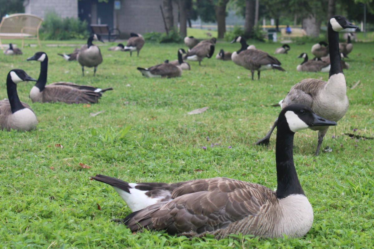 Geese relocated from Riverside Park in preparation for Canada Day event