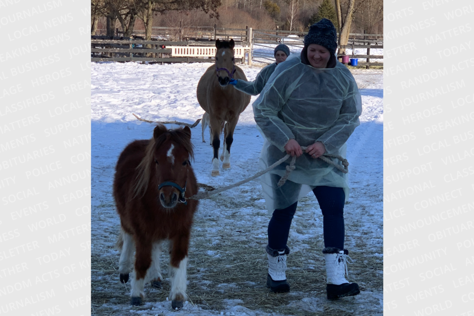 Horses at Irish Creek Stables are taken out for short periods of exercise as they deal with an Equine Herpesvirus outbreak.