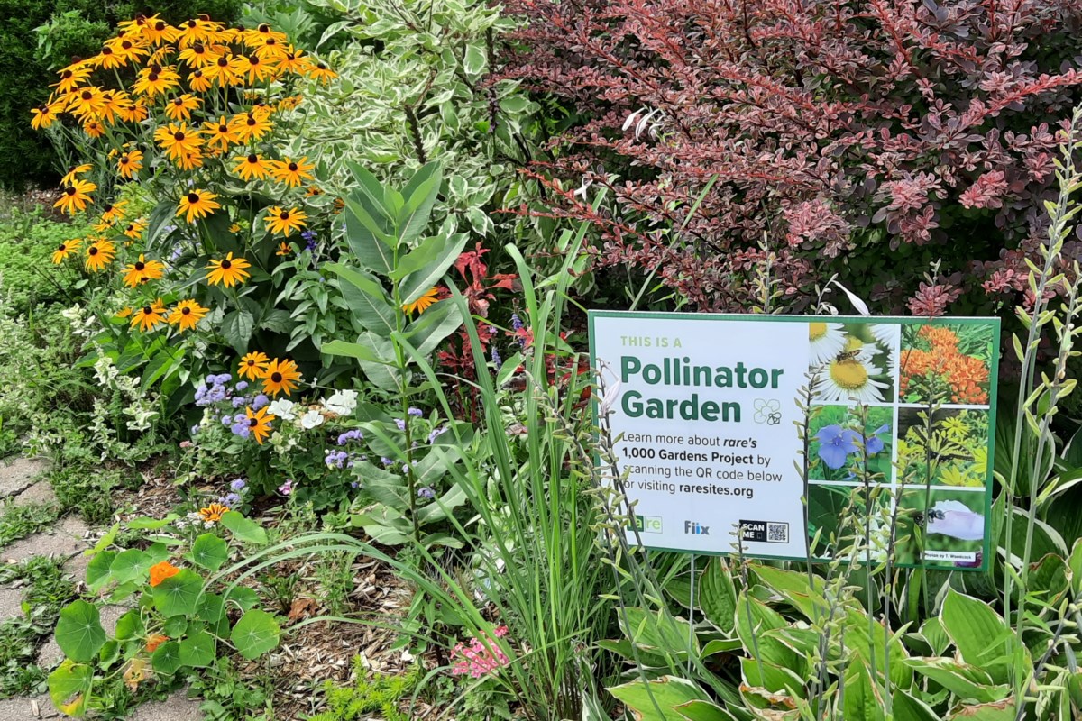 Town tree rebate program extends to pollinator-friendly gardens - CollingwoodToday.ca